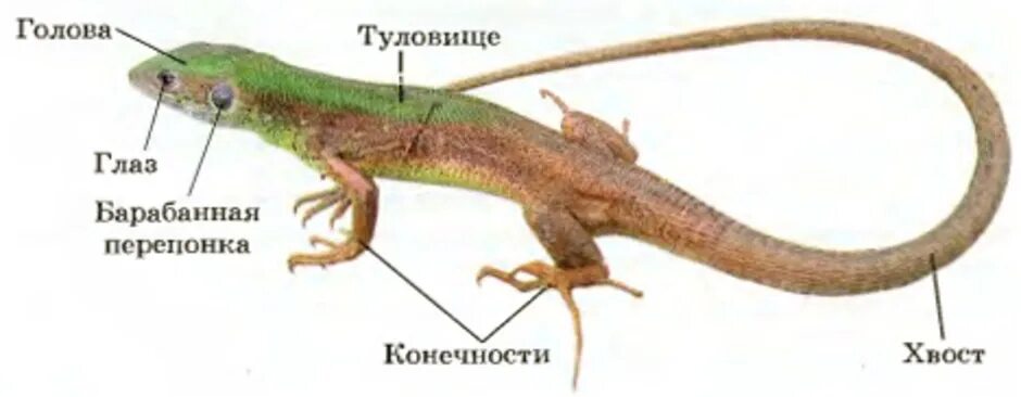 Ящерица подпись. Пресмыкающиеся внешнее строение ящерицы. Внешнее строение прыткой ящерицы биология 7 класс. Внешнее строение пресмыкающихся ящерица. Внешнее строение прыткой ящерицы.