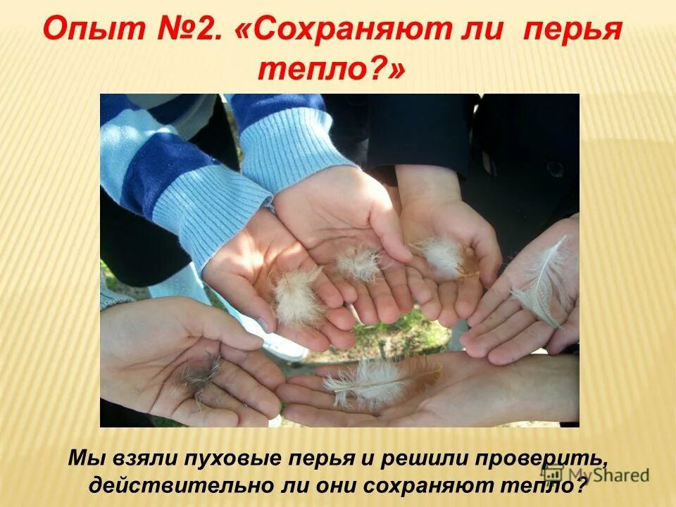 Пере сохранен. Строение пера птицы. Пере сохранен. Строение контурного пера. Перья птиц маховые и пуховые.