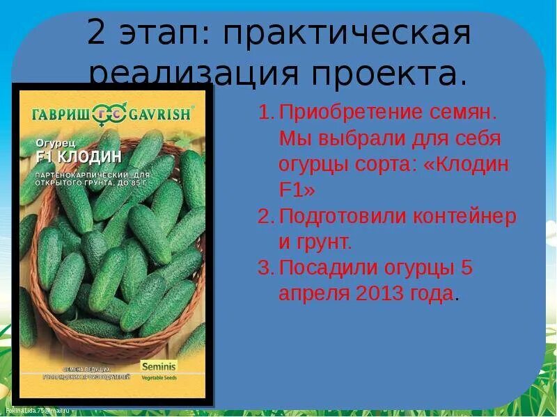 На какой день появляются огурцы. Огурец. Огурец культурное растение. Доклад про огурец. Огурец информация для детей.