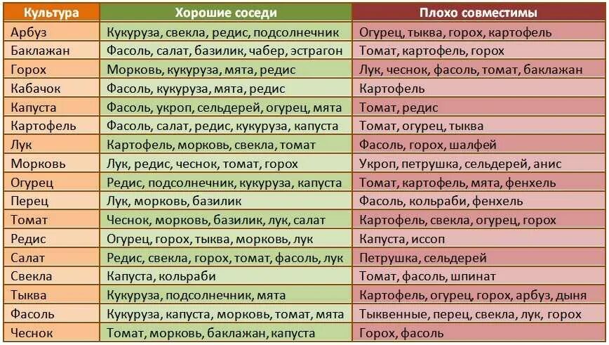 Соседство овощей на грядках таблица совместимости растений. Совместимость посадок овощей на грядках таблица. Соседи на огороде совместимость растений таблица. Совместимость овощных культур при посадке на грядке таблица. Соседство овощей на грядках таблица.