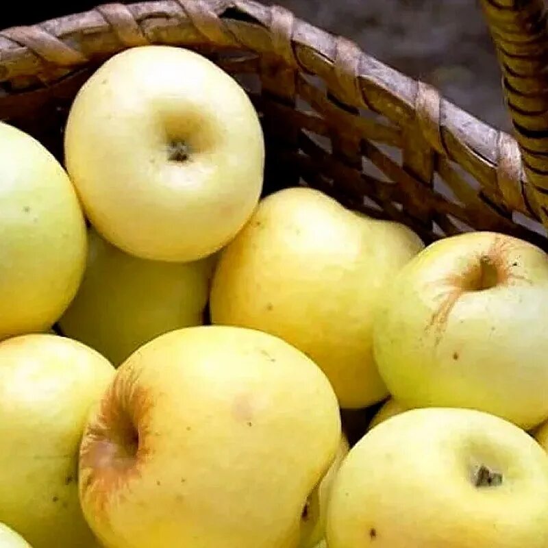 Укроп петрушка редис. Редис цветет. Овощи и зелень. Ранний свежий. Редис удача.