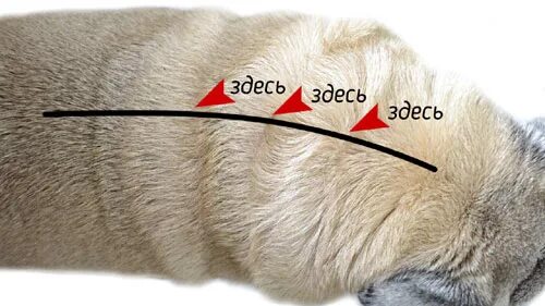 Собаке капают капли на холку. Нанесение капель на холку собаке. Капать капли от блох собаке. Места нанесения от блох капли. Направление шерсти