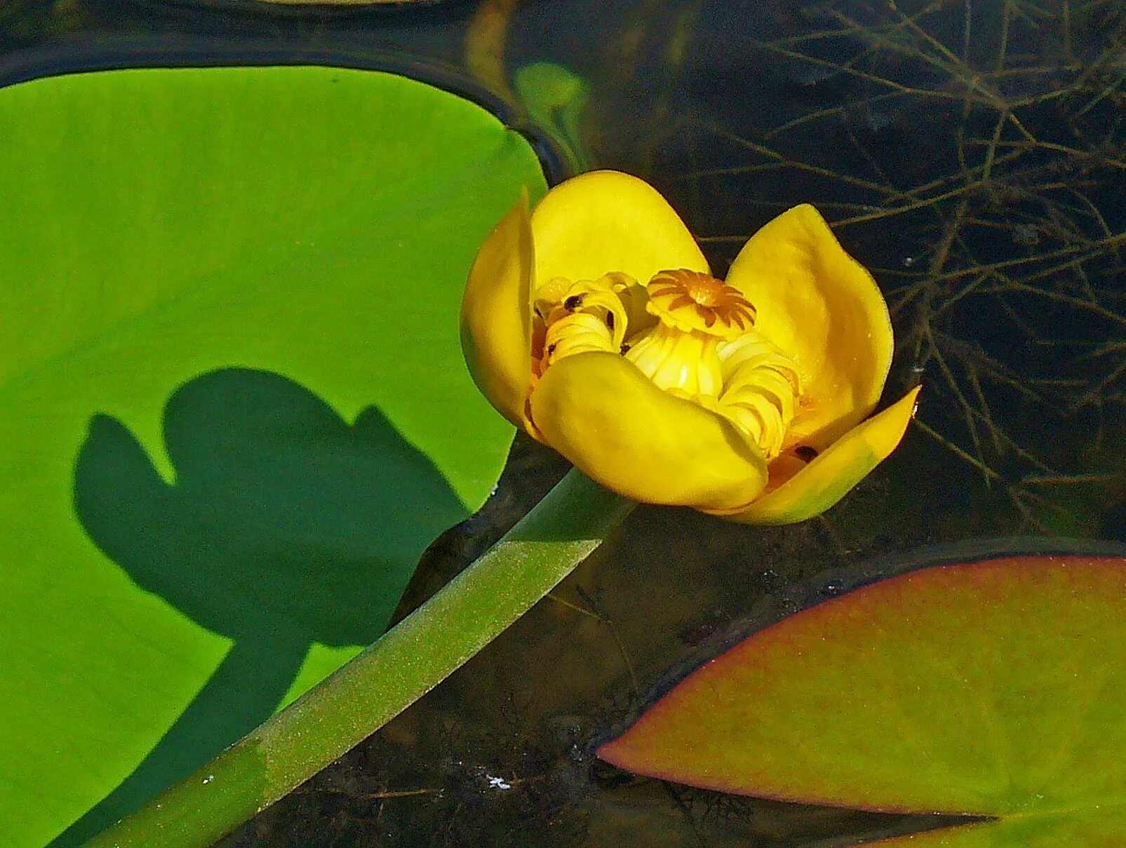 Кувшинка желтая кубышка. Кубышка (Nuphar). Кубышка желтая (Nuphar lutea). Кубышка желтая водяная Лилия. Кубышка растет