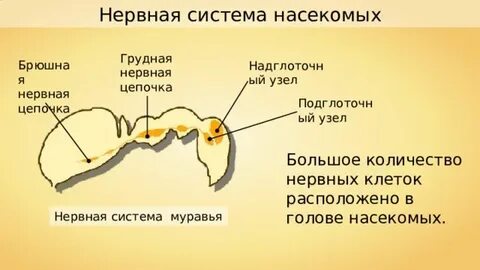 Нервная насекомых