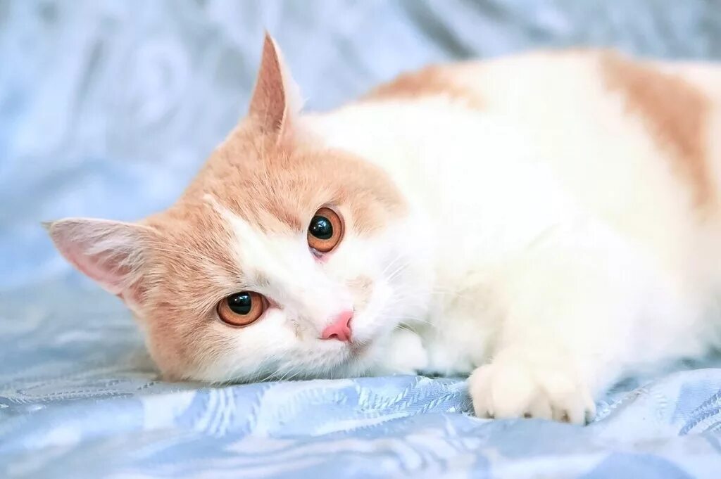 Спокойная аккуратная. Персиковый кот. Бело персиковая кошка. Кошка персик рыжий белый. Европейская кошка персиковая.