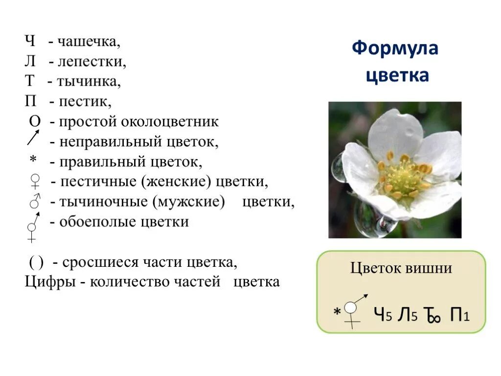 Формула цветка с простым околоцветником. Расшифровка формулы цветка. Как составить формулу цветка. Формула цветка 5 класс биология. Как определить формулу цветка.