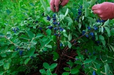 Жимолость куст осенью
