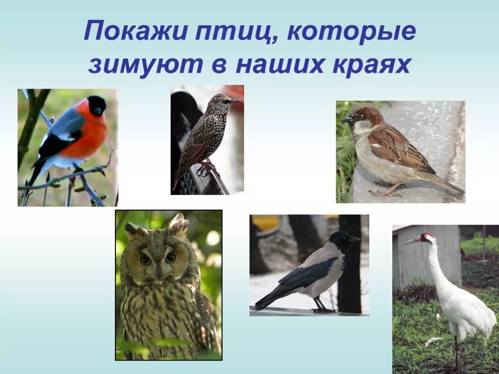 Дикие животные нашего края. Будете в наших краях. Растительный мир нижегородского края. Будете в наших краях. Стихи курской земли.