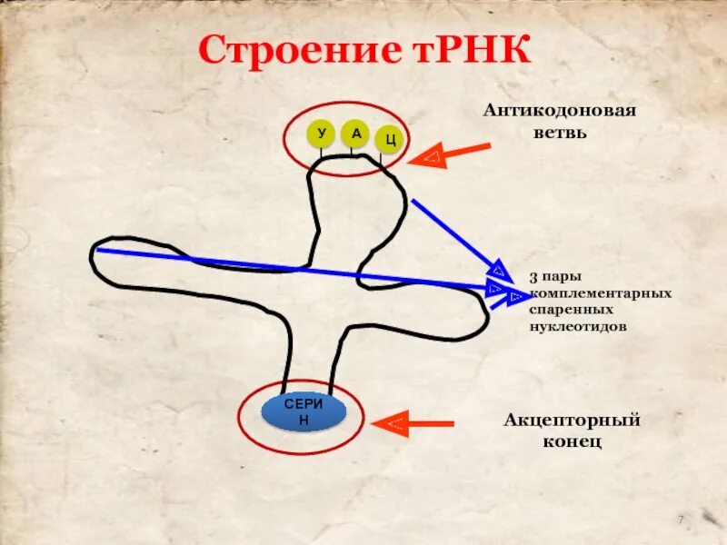 Строение трнк трансляция. L структура трнк. Транспортная рнк переносит. Синтез белка рнк. Трнк трансляция схема.