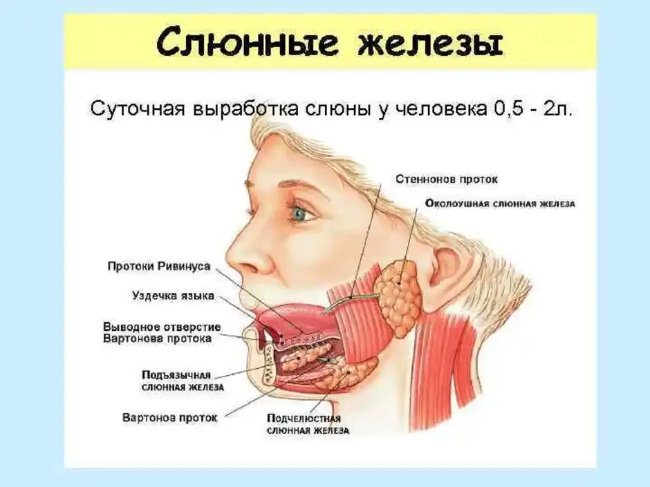 Боль при слюноотделении