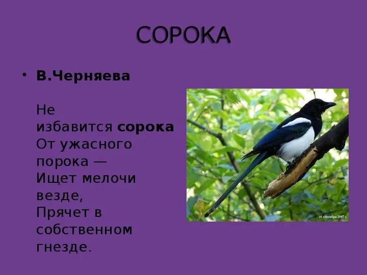Загадка про сороку для детей. Текст сорока 3 класс. Виды текстов 2 класс. Словарное слово сорока в картинках. Виды текста 3 класс русский язык.