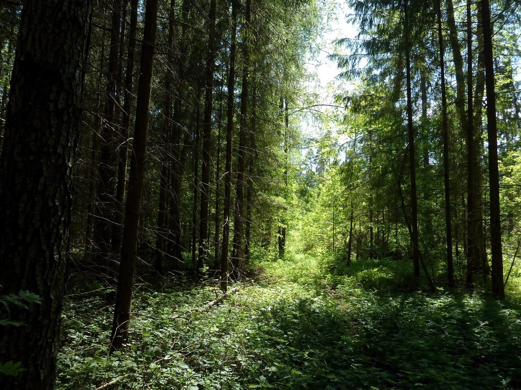 Хвойно мелколиственные. Елово широколиственный лес. Хвойно-мелколиственные леса. Ель Елово широколиственные леса. Широколиственный лес Финляндия.