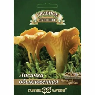 Грибы лисички отзывы
