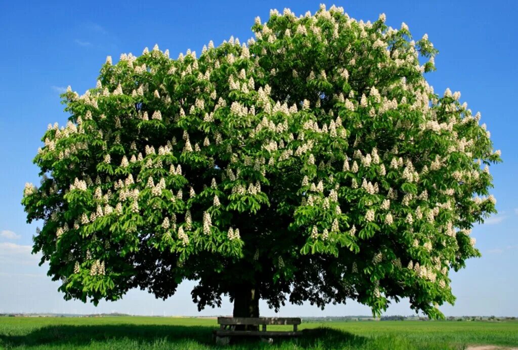 Красивые деревья в россии. Каштан конский (Aesculus). Каштановое дерево с каштанами. Каштан конский baumannii. Карликовый каштан.