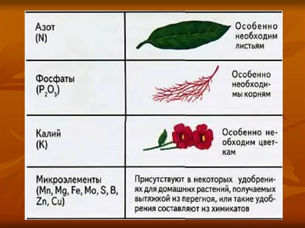 Роль элементов в растениях. Минеральные удобрения азот фосфор калий. Азот фосфор калий для растений. Влияние фосфорных удобрений на растения. Роль калия для растений.