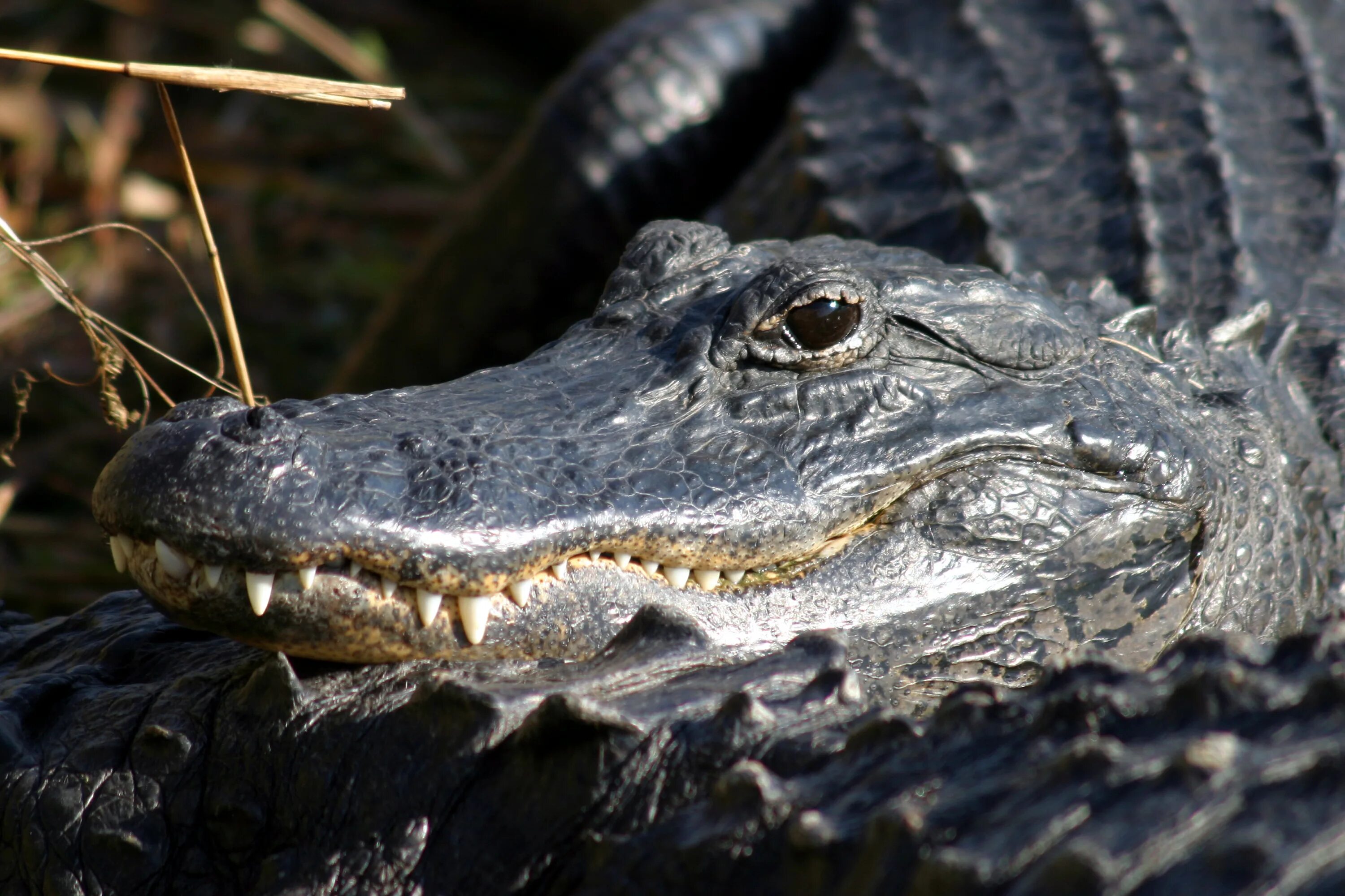Кто такой аллигатор. Миссисипский Аллигатор. Everglades American Alligator. Глаз нильского крокодила. Голова каймана.