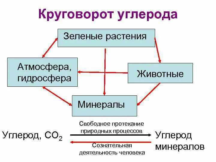 Круговорот углерода презентация. Круговорот углерода презентация