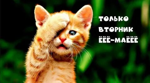 Картинки вторник с надписями смешные