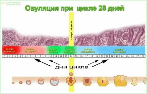 Во время овуляции хочется любви почему