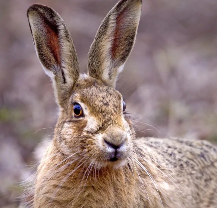 Lepus europaeus). заяц-русак (лат. заяц беляк. золотистый заяц мексики. европейский дикий кролик.