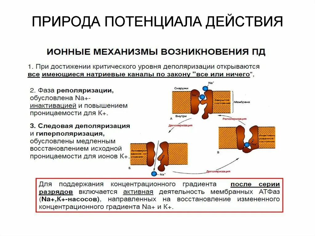 Механизмы возникновения потенциала действия (Пд). Ионные механизмы возникновения потенциала действия. Потенциал действия фазы и механизмы. Механизм возникновения потенциала действия физиология. Типы пд