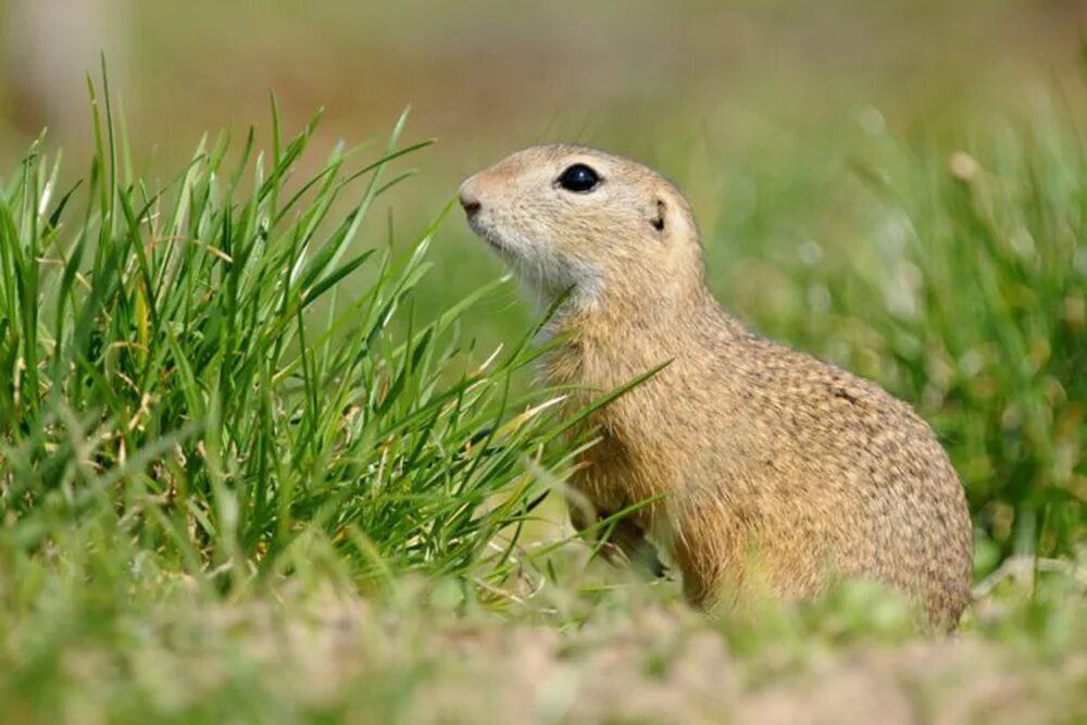 Суслик впадает. Европейский суслик (Spermophilus citellus). Суслик Степной. Крапчатый суслик 4. Большой суслик (Spermophilus Major).