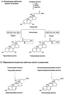 Синтез желчи