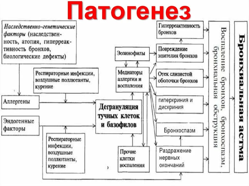 Схема ба. Патогенез ба схема. Механизм развития бронхиальной астмы схема. Этиология и патогенез бронхиальной астмы схема. Патогенез бронхиальной астмы схема.