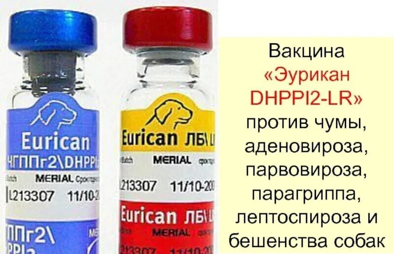 Вакцина от бешенства москва. Вакцина Эурикан dhppi2. Эурикан dhppi2 вакцина для собак. Эурикан для собак dhppi2. Вакцина Эурикан для собак dhppi2+RL.