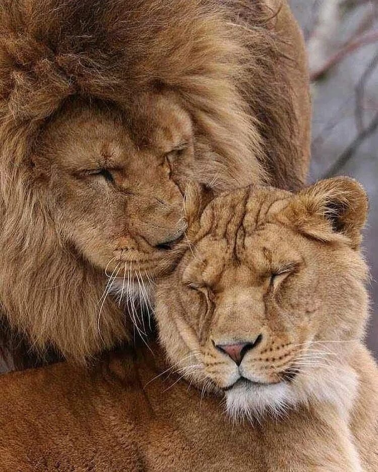 Львиная семья. Верность львицы. Лев и львица Эстетика. Души ищут себе подобных. Мой лев толстой одноклассники