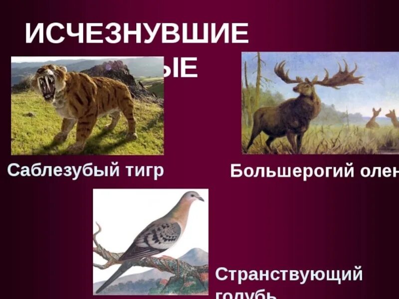 Вымирающие животные и растения. Исчезновение видов животных и растений. Исчезающие животные. Вымирающие животные и растения. Вымирающие животные и растения.