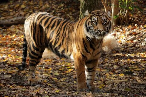 Five Sumatran tigers you must get to know.