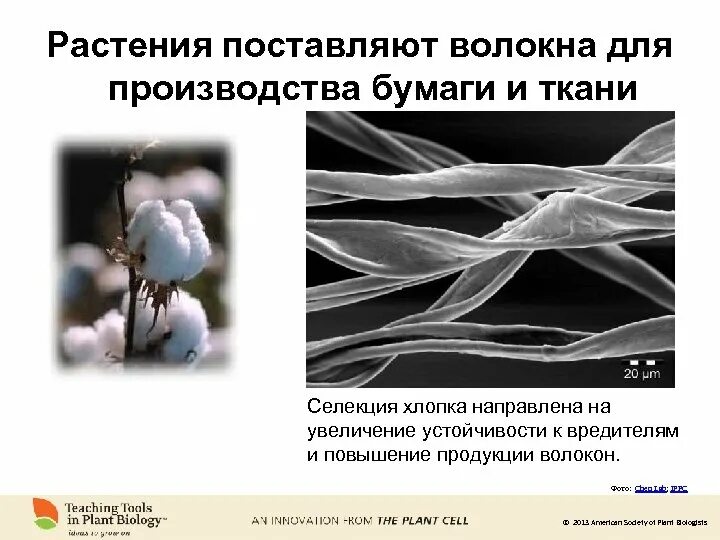 Ткани растительного происх. Сырье льняных тканей. Волокна растительного происхождения лен. Как из льна делают ткань. Джут кенаф.
