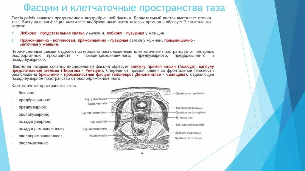 Капсула предстательной железы. Схема дренирования клетчаточных пространств таза. Клетчаточные пространства подбрюшинного этажа малого таза. Фасции малого таза топография. Висцеральное клетчаточное пространство прямой кишки.