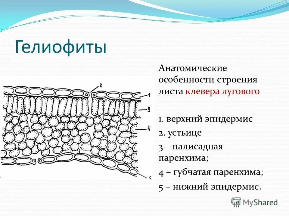 Анатомические признаки листьев