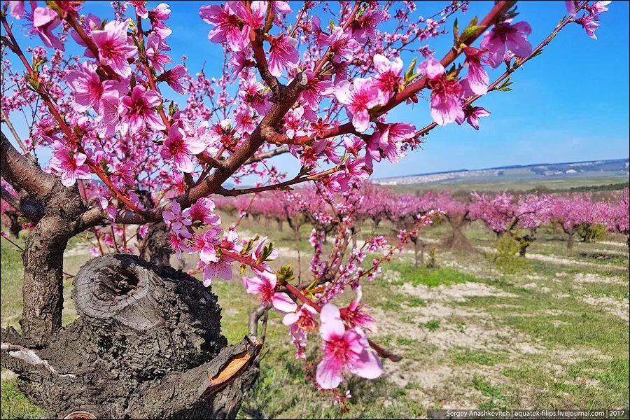 Цветущее дерево персика. Нектарин дерево Крым. Цветение персика в Крыму. Персиковые деревья в Крыму. Персиковое дерево цветет.