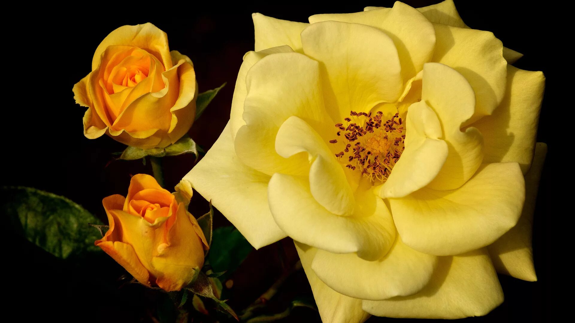 роза вип нью еллоу. желтые цветы на черном фоне. две розы желтые. две розы желтые. цветы желтые розы.