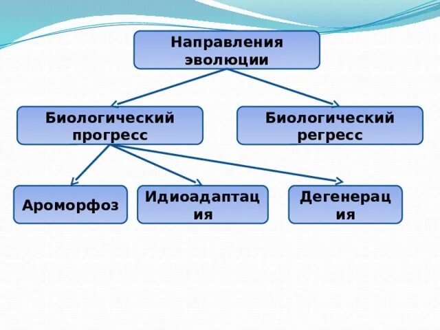 Направления эволюции. Направления эволюции биология. Направление эволюции биологический Прогресс биологический регресс. Основные направления эволюции регресс.