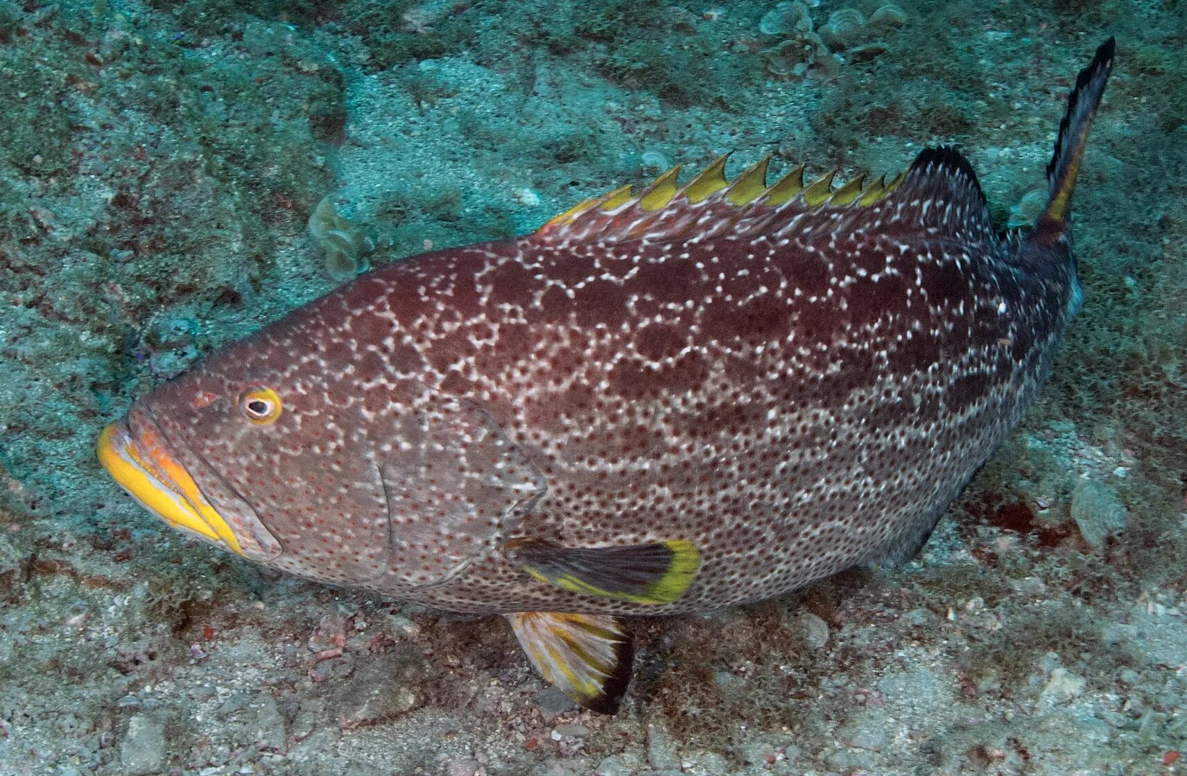 Групер в крыму. Малабарский Групер. Групер и мурена. Malabar Grouper (малабарский окунь). Групер мраморный.