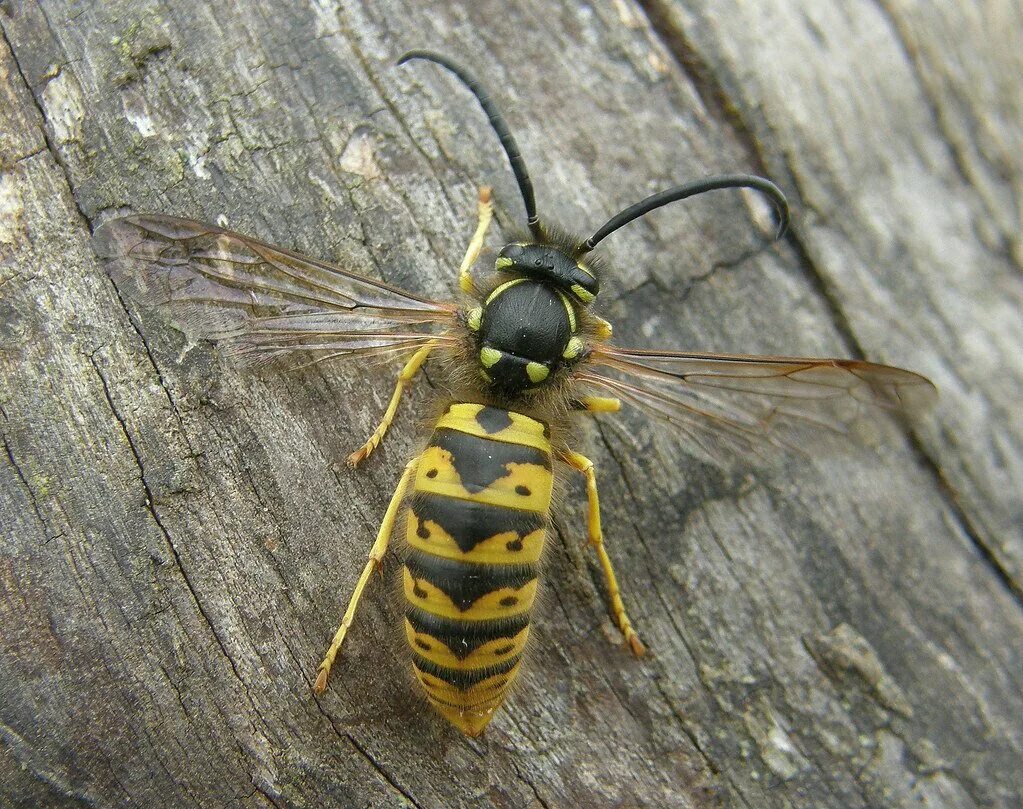 Оса начала. Германская оса германская оса. vespula germanica. земляной шершень. оса эвмена.