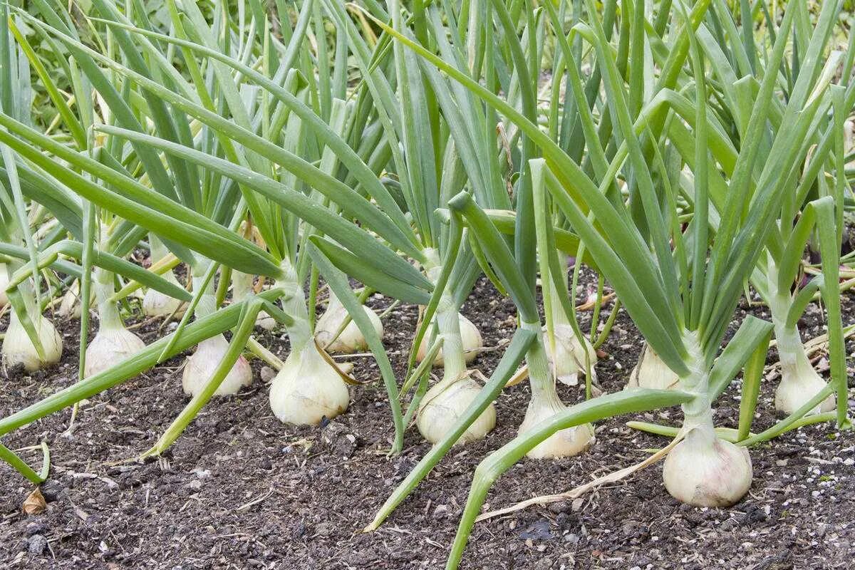 Лук Эксибишен. Лук Allium Cepa. Чеснок Allium sativum. Когда сеять лук репчатый