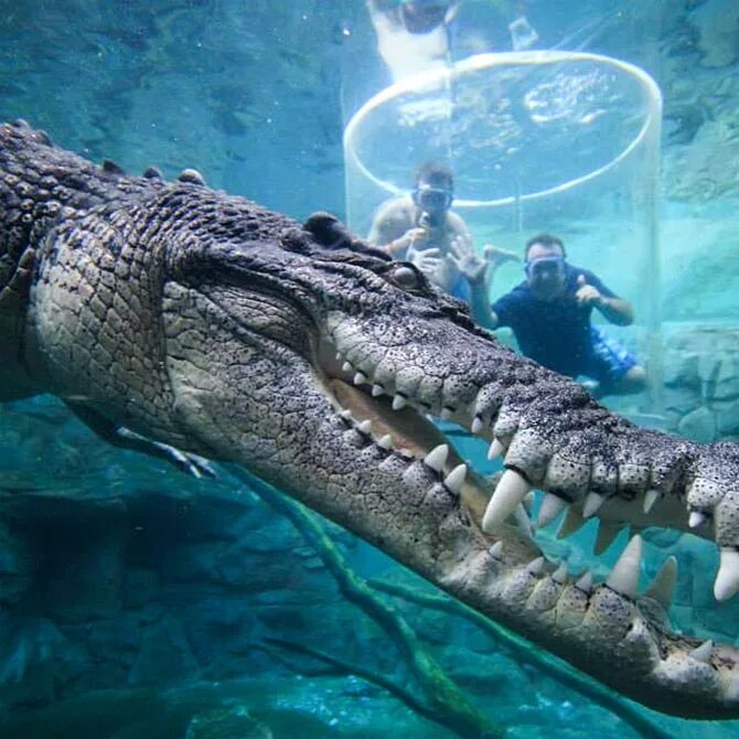 Приколы в бассейне. Аттракцион бухта крокозавров дарвин. Крокозавр. Крокодил в воде. Darwin crocosaurus cove aquarium.