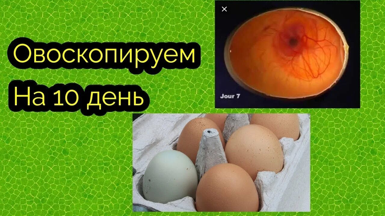 Куриное яйцо тест. Овоскопирование куриных яиц на 10 день. Овоскопирование яиц 10 день. 26. Овоскопирование куриных яиц.. Овоскопирование при инкубации куриных яиц.