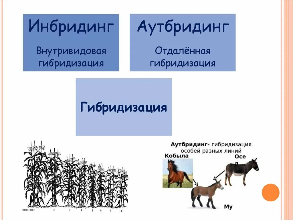 Получение чистых линий инбридингом. Аутбридинг гетерозис. Гибридизация растений аутбридинг. Аутбридинг в селекции растений. Инбридинг и аутбридинг.