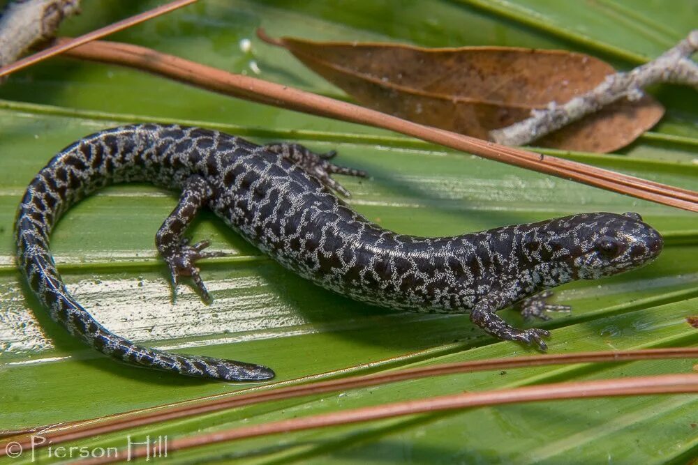 Амбистома Дюмериля. Саламандер рептилия. Ambystoma Andersoni. Amphibian Grills.