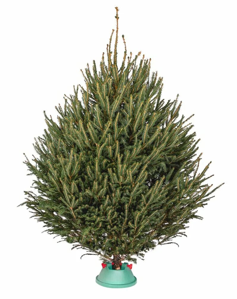 Удмуртская ель. Kaemingk ель кенсингтон 1. 8. 1 м. 2.