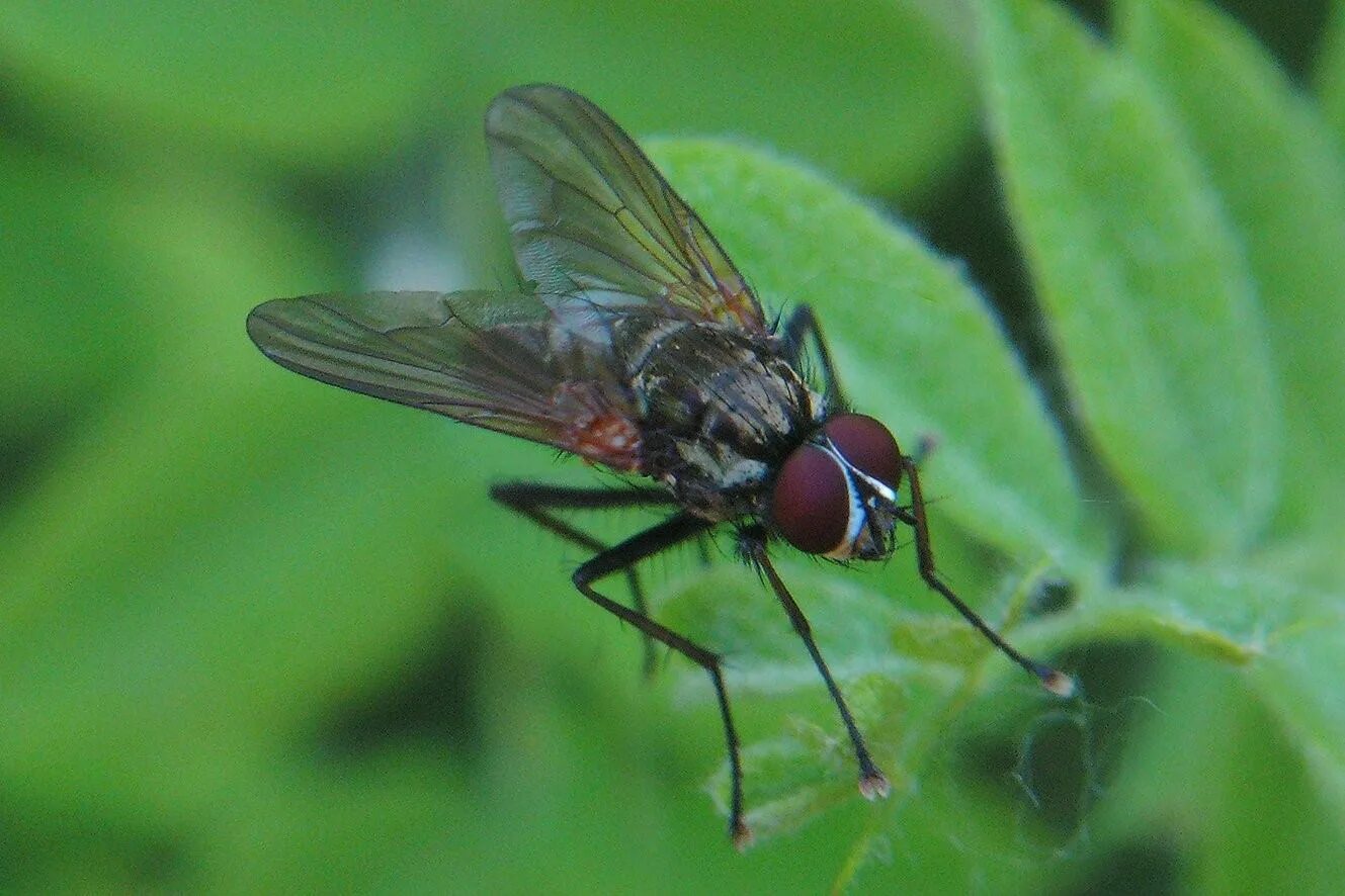 Муха слепень. Отряд Двукрылые (Diptera). Москит двукрылый. Муха (насекомое) Двукрылые.