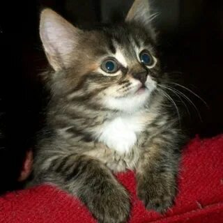 Котенок полтора месяца