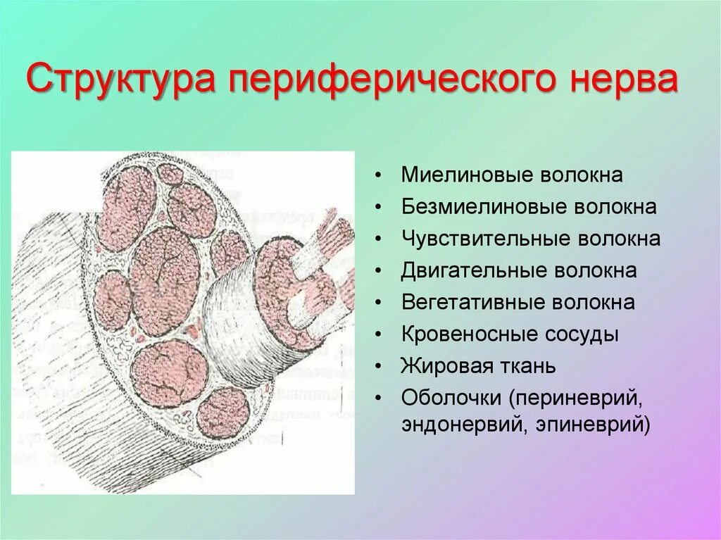 К структурам периферического нерва относят. Периферические нервы периневрий эндоневрий. Строение периферического нерва. Структура периферического нерва. Анатомия периферического нерва.