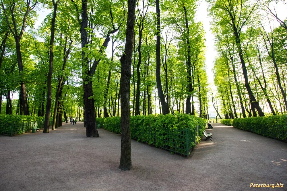 деревья летнего сада санкт петербург. липовая аллея в летнем саду. екатерининский дуб в петергофе. деревья летнего сада санкт петербург. липы в летнем саду в санкт-петербурге.